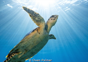"Guiding Light"
This Hawksbill Sea Turtle was swimming t... by Owen Palmer 